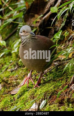 Weißkehlige Quail-Taube (Geotrygon frenata), die sich auf dem Boden des Waldes im Süden Ecuadors ernähren. Stockfoto