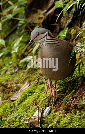 Weißkehlige Quail-Taube (Geotrygon frenata), die sich auf dem Boden des Waldes im Süden Ecuadors ernähren. Stockfoto