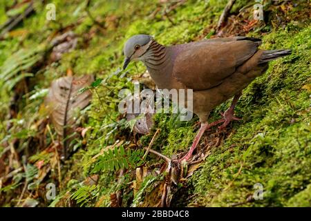 Weißkehlige Quail-Taube (Geotrygon frenata), die sich auf dem Boden des Waldes im Süden Ecuadors ernähren. Stockfoto