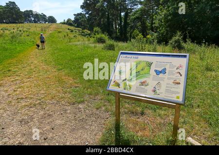 Eine Frau, die ihren Hund Collard Hill hochläuft, mit einer Informationstafel im Vordergrund, Somerset, England, Großbritannien, FOTO VOM ÖFFENTLICHEN FUSSWEG Stockfoto