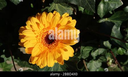 Nahaufnahme einer gelben Gerbera in der Sonne, umgeben von Efeuen Stockfoto