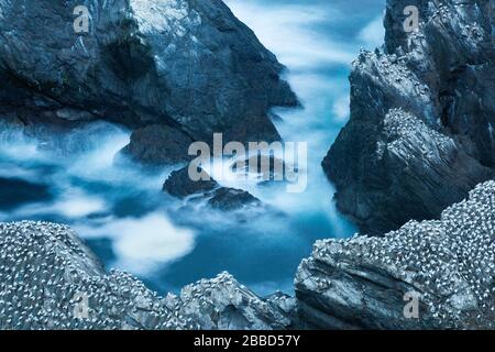 Gannet (Morus bassanus), Hermaness Shetland Islands in Schottland Stockfoto