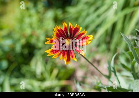 Einsame indische Decke Blume im Sommergarten Stockfoto