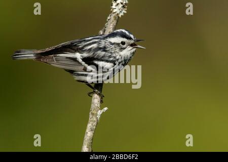 Schwarz-Weiß-Warbler (Mniotilta Varia) zog auf eine Filiale in Ontario, Kanada. Stockfoto