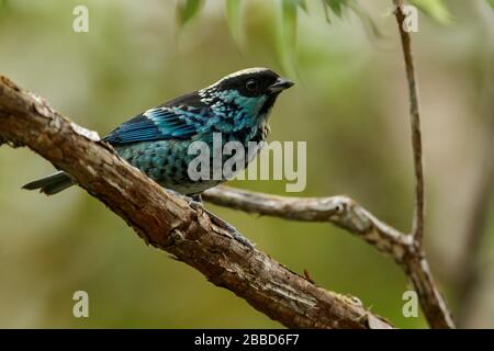 Beryl-Spangled Tanager (Tangara nigroviridis) thront auf einem Ast in den Anden-Bergen in Kolumbien. Stockfoto