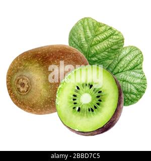 Kiwi-Fruit-Set mit Aquarell isoliert auf weißem Hintergrund Stockfoto