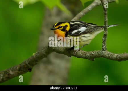 Blackburnian Warbler (Dendroica fusca) zog auf eine Filiale in Ontario, Kanada. Stockfoto