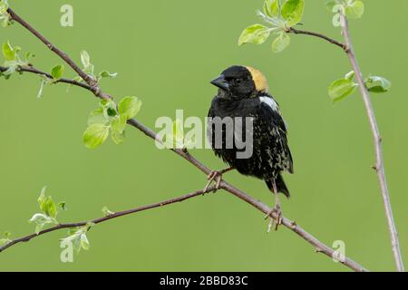 Bobolink (Dolichonyx oryzivorus) zog auf eine Filiale in Ontario, Kanada. Stockfoto