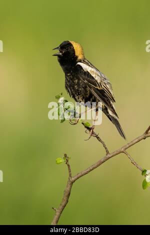 Bobolink (Dolichonyx oryzivorus) zog auf eine Filiale in Ontario, Kanada. Stockfoto