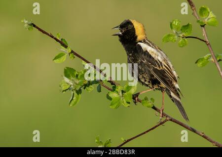 Bobolink (Dolichonyx oryzivorus) zog auf eine Filiale in Ontario, Kanada. Stockfoto