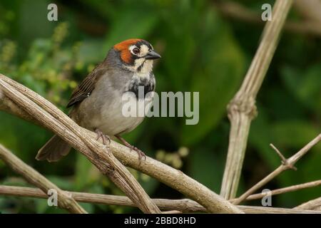 Cabanis Ground Sparrow (Melozon cabanisi) thront auf einer Filiale in der Nähe von San Jose, Costa Rica. Stockfoto