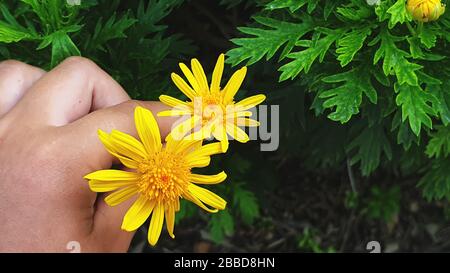 Schöne gelbe Gänseblümchen in den Händen Stockfoto