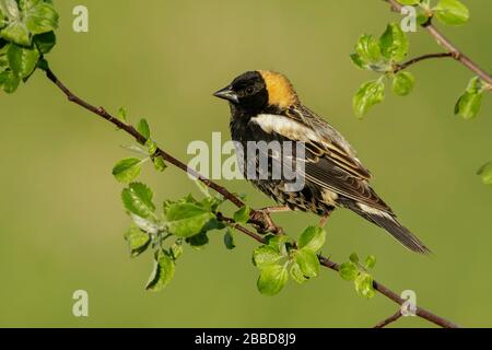 Bobolink (Dolichonyx oryzivorus) zog auf eine Filiale in Ontario, Kanada. Stockfoto