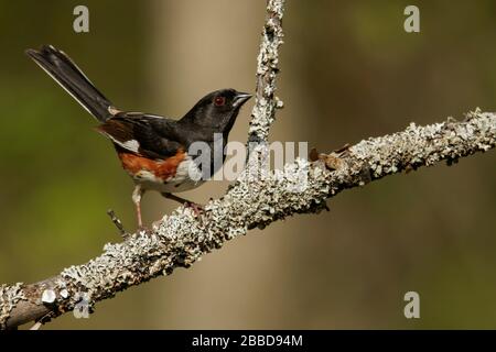 Eastern Towhee (Pipilo Erythrophthalmus) thront auf einer Filiale in Ontario, Kanada. Stockfoto