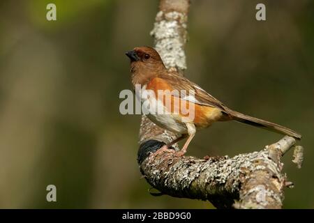 Eastern Towhee (Pipilo Erythrophthalmus) thront auf einer Filiale in Ontario, Kanada. Stockfoto