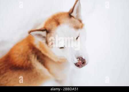 Siberian Husky im Schnee Stockfoto