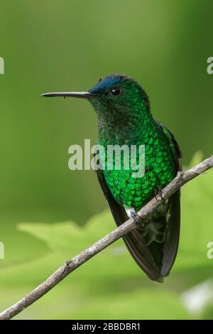 Indigo-kappte Hummingbird (Amazilia cyanifrons) thront auf einem Ast in den Anden in Kolumbien. Stockfoto