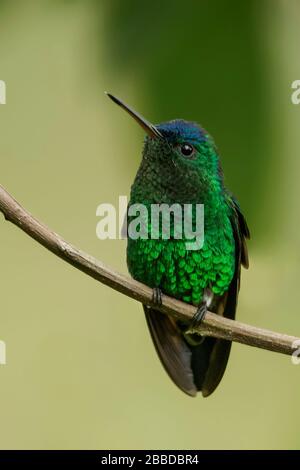 Indigo-kappte Hummingbird (Amazilia cyanifrons) thront auf einem Ast in den Anden in Kolumbien. Stockfoto