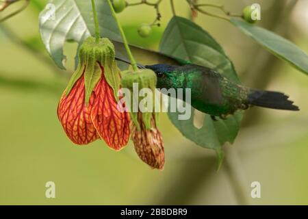 Indigo-bedeckter Hummingbird (Amazilia cyanifrons), der in den Anden in Kolumbien auf einer Blume flieht und sich ernährt. Stockfoto