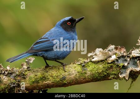 Maskiertes Flowerpiercer (Diglossa Cyanea) thront auf einem Ast in den Andenbergen in Kolumbien. Stockfoto