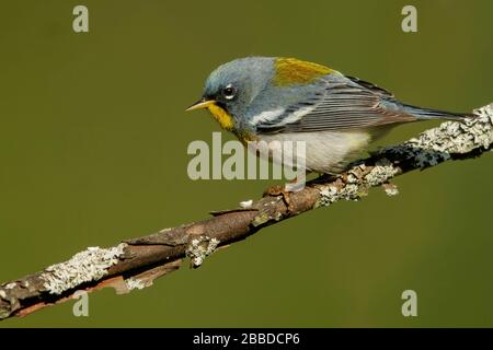 Der nördliche Parula (Setophaga Americana) thront auf einer Filiale in Ontario, Kanada. Stockfoto