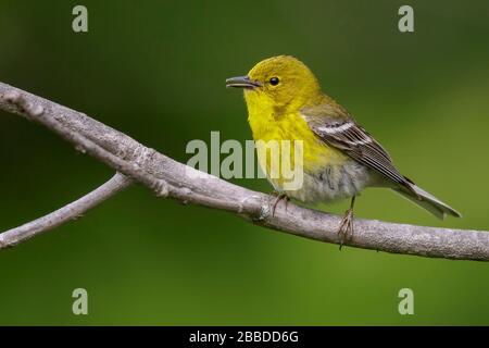 Pine Warbler (Dendroica Pinus) thront auf einer Filiale in Ontario, Kanada. Stockfoto