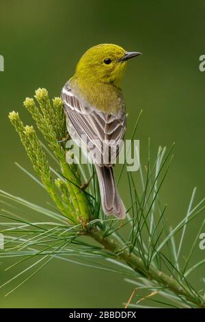Pine Warbler (Dendroica Pinus) thront auf einer Filiale in Ontario, Kanada. Stockfoto