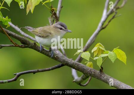 Vireo (Vireo olivaceus) mit roten Augen auf einer Filiale in Ontario, Kanada Stockfoto