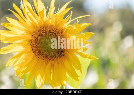 Riesige Sonnenblume mit Bienenfütterung Stockfoto