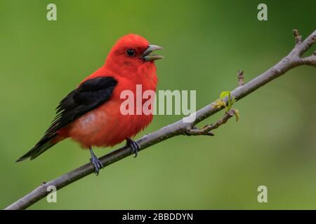 Scarlet Tanager (Piranga olivacea) thront auf einer Filiale in Ontario, Kanada. Stockfoto