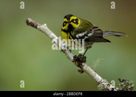 Townsend's Warbler (Dendroica townsendi) Stockfoto