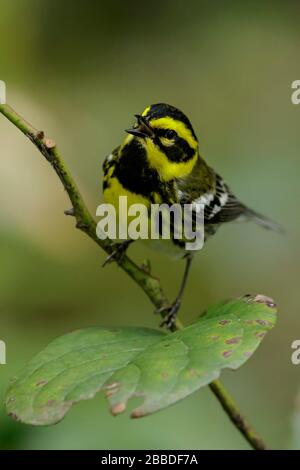 Townsend's Warbler (Dendroica townsendi) Stockfoto