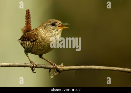 Winter Wren (Troglodytes hiemalis) zog auf einer Filiale in Ontario, Kanada. Stockfoto