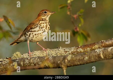 Wood Thrush (Hylocichla mustelina) thront auf einer Filiale in Ontario, Kanada. Stockfoto