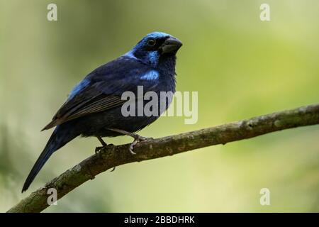 Blue Bunting (Cyanocompsa parellina) thront auf einer Filiale in Guatemala in Mittelamerika. Stockfoto