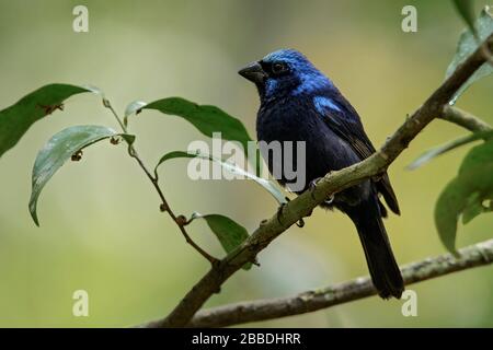 Blue Bunting (Cyanocompsa parellina) thront auf einer Filiale in Guatemala in Mittelamerika. Stockfoto