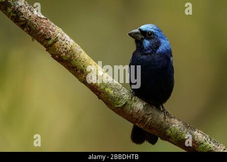 Blue Bunting (Cyanocompsa parellina) thront auf einer Filiale in Guatemala in Mittelamerika. Stockfoto