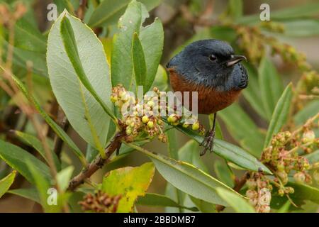 Zimtbelaubte Flowerpiercer (Diglossa baritula) thronten auf einer Filiale in Guatemala in Mittelamerika. Stockfoto