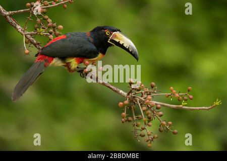 Der ausgestellte Aracari (Pteroglossus torquatus) thront auf einer Filiale in Guatemala in Mittelamerika. Stockfoto