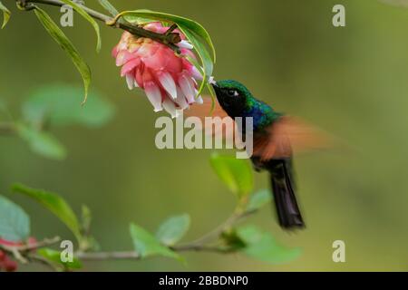 Garnettenkehl-Hummingbird (Lamprolaima rhami), der sich in Guatemala in Mittelamerika von einer Blume ernährt. Stockfoto