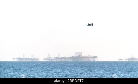 Möwe im Flug über das Meer Stockfoto