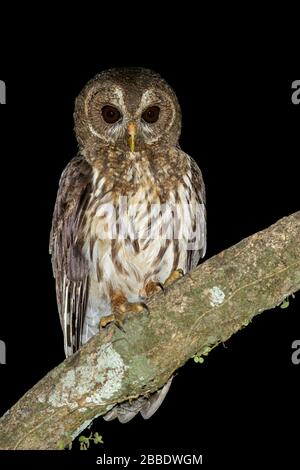 Meled Owl (Strix virgata) thront auf einer Filiale in Guatemala in Mittelamerika. Stockfoto