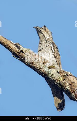 Das nördliche Potoo (Nyctibius jamaicensis) thront auf einer Filiale in Guatemala in Mittelamerika. Stockfoto