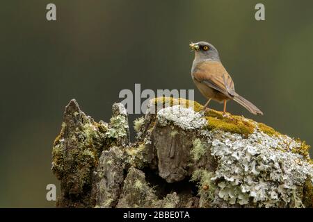 Der gelb-äugige Junco (Junco phaeonotus) thront auf einer Filiale in Guatemala in Mittelamerika Stockfoto