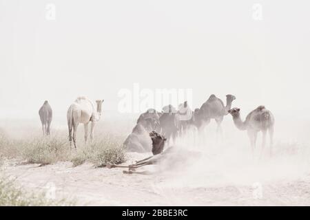 Kamele (Dromedare) beim Sandsturm in der Sahara-Wüste, Mhamid, Marokko. High-Key-Bild mit stummgeschalteten Farben. Stockfoto