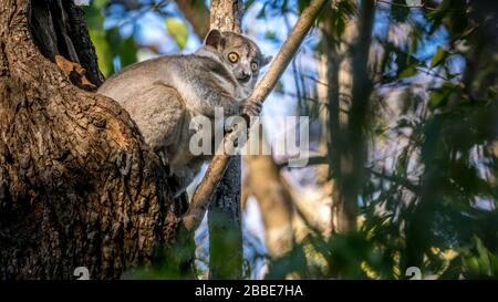 Tier aus dem Kirindy Trockenwald, Madagaskar Stockfoto