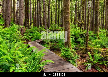 Avatar Grove, Port Renfrew, Vancouver Island, BC, Kanada Stockfoto