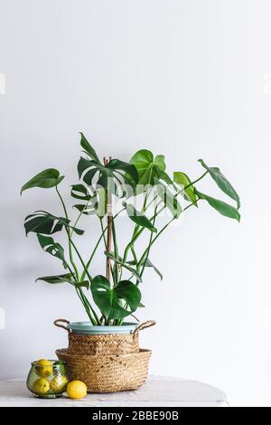 Monstera deliciosa oder Schweizer Käserei in einem Korb auf einem Tisch mit einer Schale Zitronen Stockfoto