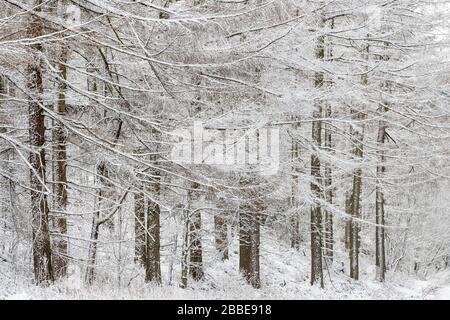 Winterschnee im College Moor in der Nähe von Wass im Norden Yorkshire Stockfoto