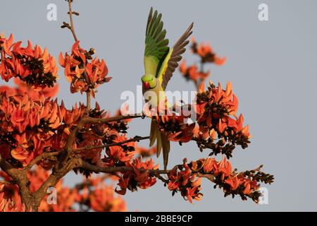 Rosenzieher Sittakeet (Psittacula krameri) männlich auf Flamme-des-Waldbaums in der Nähe des Gir-Nationalparks Stockfoto